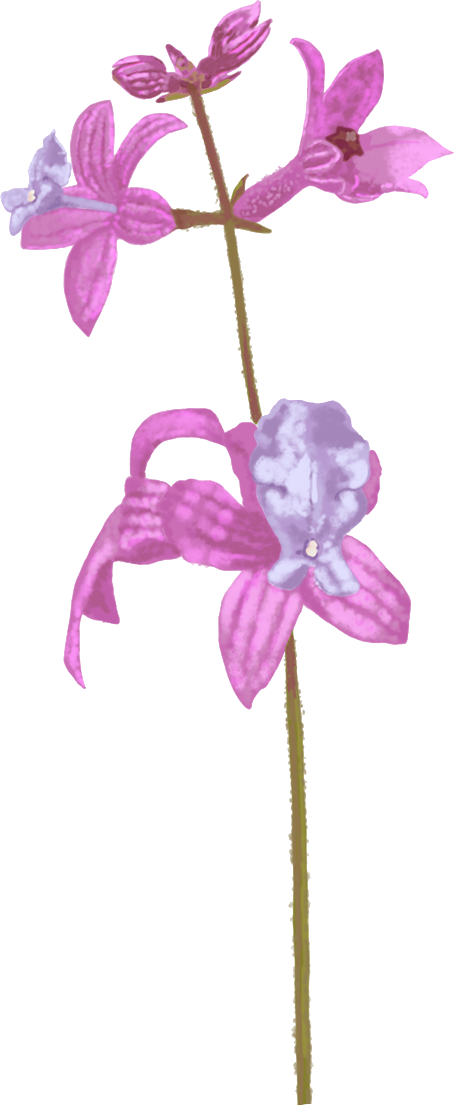 گل آروانه