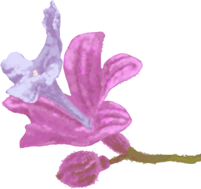 گل آروانه